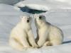 Polar Bears